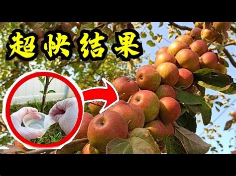 柱狀蘋果平地種植|台灣也能種蘋果嗎？平地也能結實累累的蘋果種植攻略。